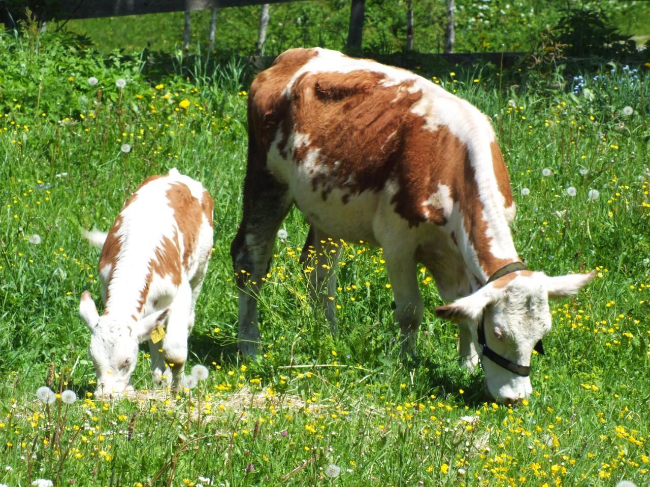 Ferienhaus Untergladner Schladming Luaran gambar